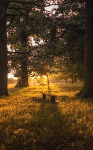 Preview wallpaper dawn, forest, bench, trees, grass