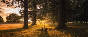 Preview wallpaper dawn, forest, bench, trees, grass