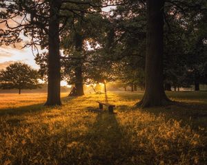 Preview wallpaper dawn, forest, bench, trees, grass