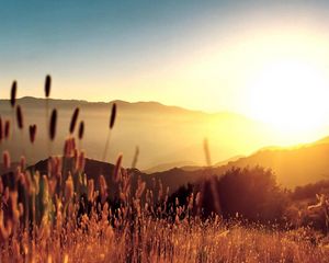 Preview wallpaper dawn, sun, light, beams, ears