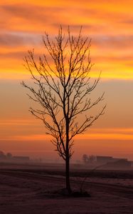 Preview wallpaper dawn, trees, fog, clouds, landscape