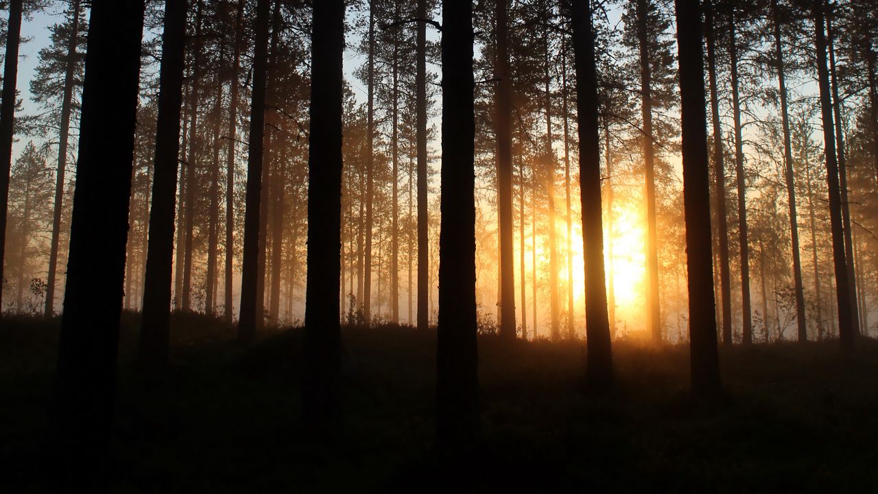 Wallpaper dawn, trees, forest, rays, sun
