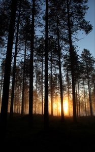 Preview wallpaper dawn, trees, forest, rays, sun