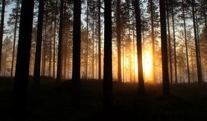 Preview wallpaper dawn, trees, forest, rays, sun