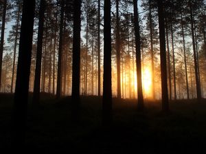 Preview wallpaper dawn, trees, forest, rays, sun