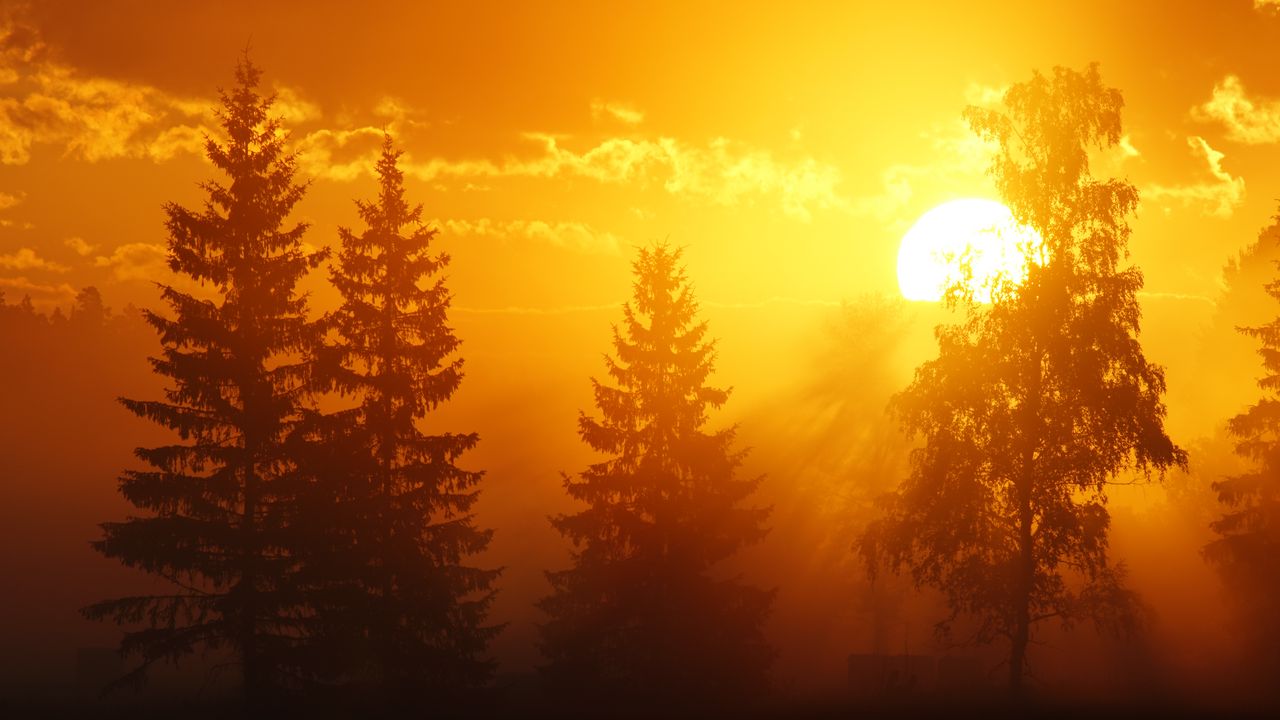 Wallpaper dawn, trees, sun, dark
