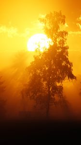 Preview wallpaper dawn, trees, sun, dark