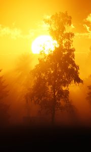 Preview wallpaper dawn, trees, sun, dark