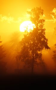 Preview wallpaper dawn, trees, sun, dark