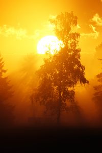 Preview wallpaper dawn, trees, sun, dark