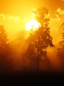 Preview wallpaper dawn, trees, sun, dark