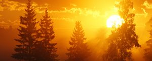 Preview wallpaper dawn, trees, sun, dark