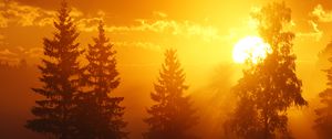 Preview wallpaper dawn, trees, sun, dark