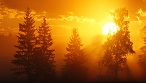 Preview wallpaper dawn, trees, sun, dark