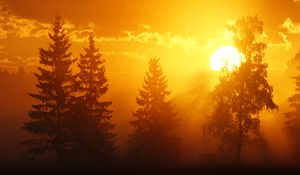 Preview wallpaper dawn, trees, sun, dark