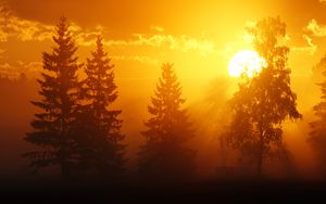 Preview wallpaper dawn, trees, sun, dark