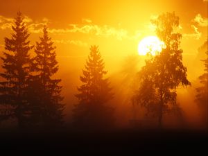 Preview wallpaper dawn, trees, sun, dark