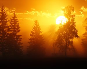 Preview wallpaper dawn, trees, sun, dark