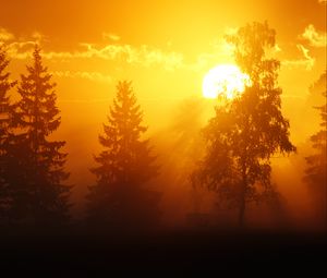 Preview wallpaper dawn, trees, sun, dark