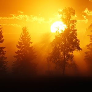 Preview wallpaper dawn, trees, sun, dark