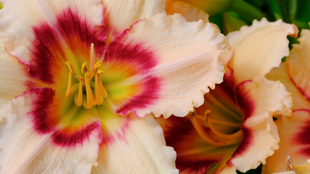 Wallpaper daylily, flower, petals, macro