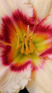 Preview wallpaper daylily, flower, petals, macro