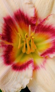 Preview wallpaper daylily, flower, petals, macro