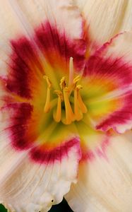 Preview wallpaper daylily, flower, petals, macro