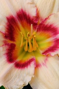 Preview wallpaper daylily, flower, petals, macro