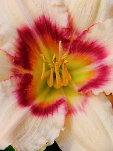 Preview wallpaper daylily, flower, petals, macro