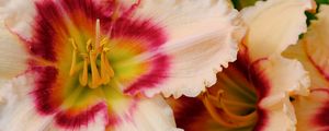 Preview wallpaper daylily, flower, petals, macro