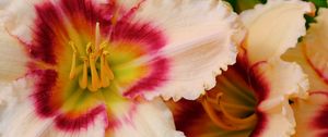 Preview wallpaper daylily, flower, petals, macro