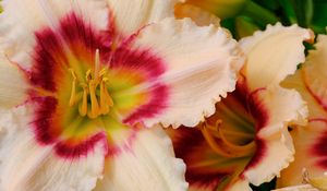 Preview wallpaper daylily, flower, petals, macro