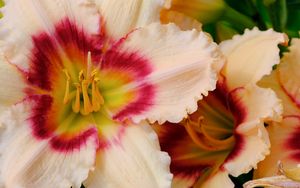 Preview wallpaper daylily, flower, petals, macro