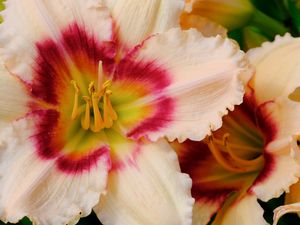 Preview wallpaper daylily, flower, petals, macro