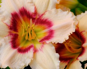 Preview wallpaper daylily, flower, petals, macro