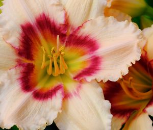 Preview wallpaper daylily, flower, petals, macro