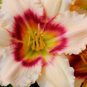 Preview wallpaper daylily, flower, petals, macro