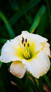 Preview wallpaper daylily, flower, petals, macro, blur