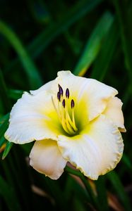 Preview wallpaper daylily, flower, petals, macro, blur