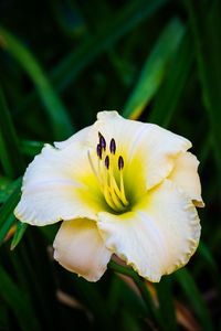 Preview wallpaper daylily, flower, petals, macro, blur