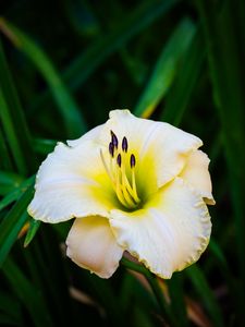 Preview wallpaper daylily, flower, petals, macro, blur