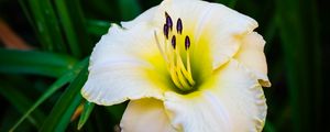 Preview wallpaper daylily, flower, petals, macro, blur