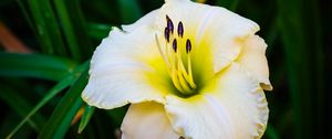 Preview wallpaper daylily, flower, petals, macro, blur