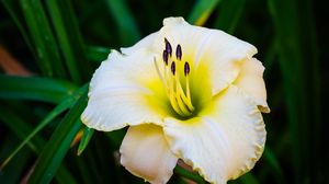 Preview wallpaper daylily, flower, petals, macro, blur