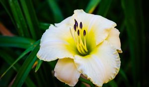 Preview wallpaper daylily, flower, petals, macro, blur