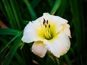 Preview wallpaper daylily, flower, petals, macro, blur