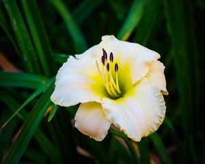 Preview wallpaper daylily, flower, petals, macro, blur