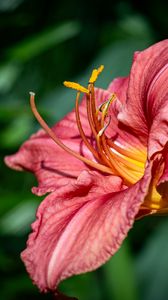 Preview wallpaper daylily, flower, petals, macro, pink