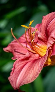 Preview wallpaper daylily, flower, petals, macro, pink